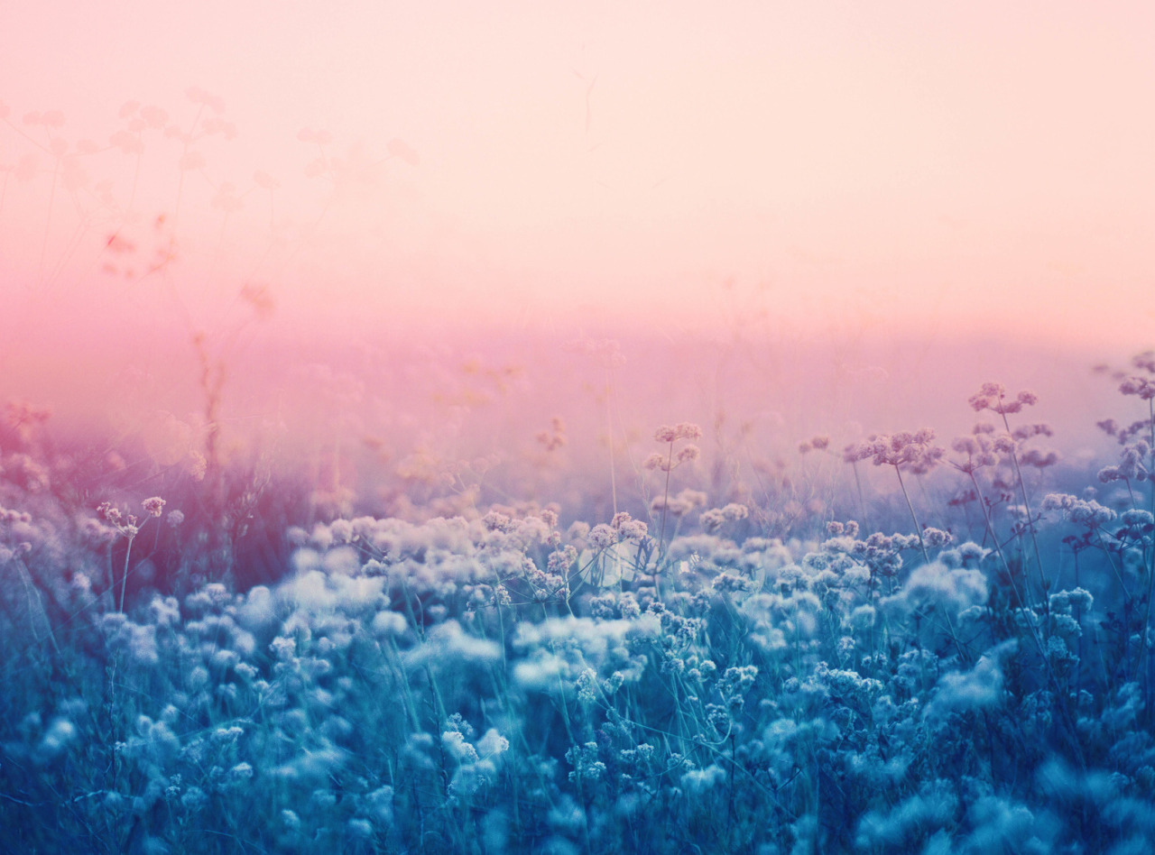 landscape-photo-graphy:  Plantraits by Anthony Samaniego Los Angeles-based photographer Anthony