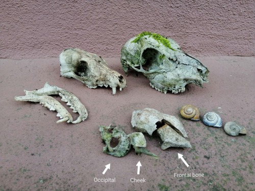 Some of the skull reconstructions i did a few months back :&gt; Process pics in the bottom row. 