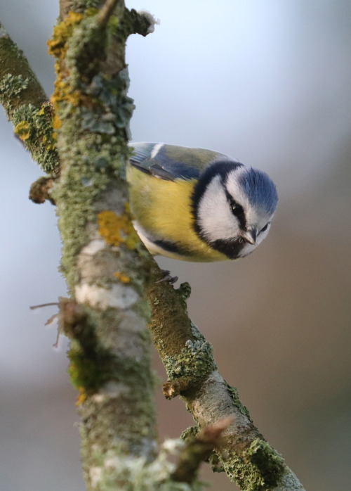 The usual suspects. Great tit/talgoxe, Great spotted woodpecker/större hackspett, Blue tit/blåmes an