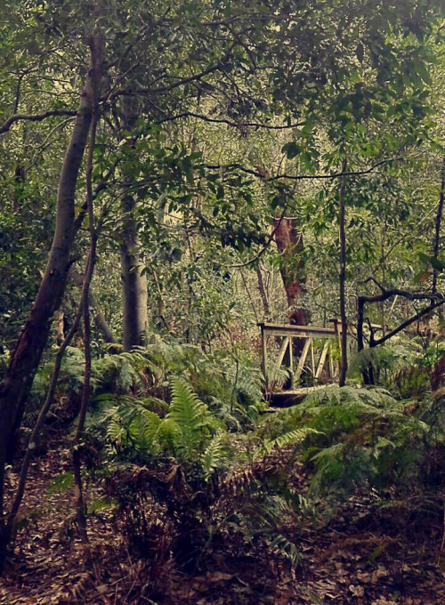 spiritual-hippie-queen:  The peace and still vibes forests give are all we need to clear our mind so