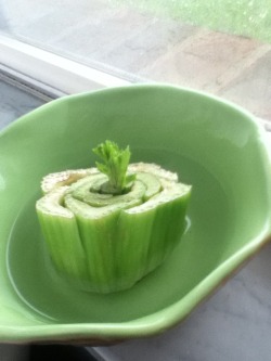 littlemarshmallowqueen:  Regrowing celery! :) These are taken the same day, pre- and post- planter. I’ll keep you updated to Clarence’s progress! (yes, that’s the celery’s name.)