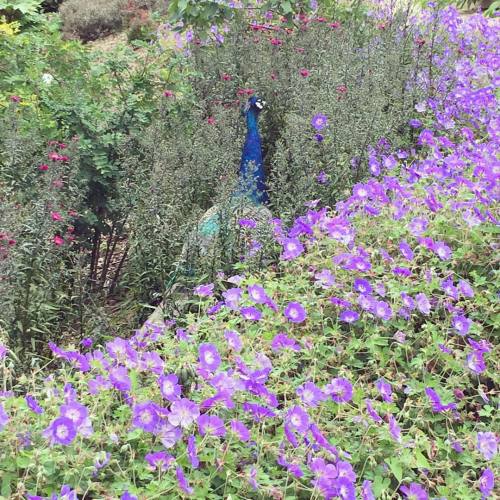 I saw a peacock today #peacock #nature #beauty #flowers #flowerstagram #bealepark #berkshire #pangbo