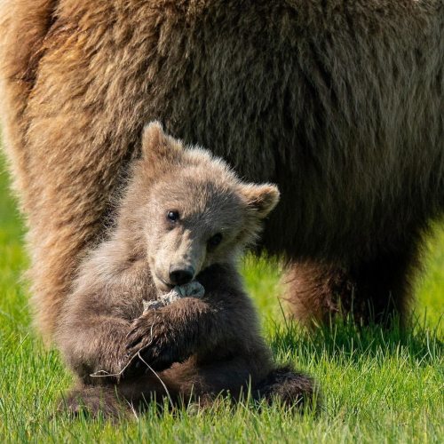 funnywildlife:Bear Cuteness from Katmai, Alaska  by #wildographer & @naturalhabitatadventures ex