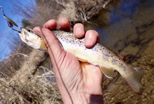 Spinning for Trout