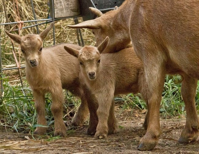 letshearitforthegoats:  Jumping ginger goats! And just two days old! Via Goat Sass