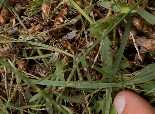 Yellowjackets: "What is the point?"