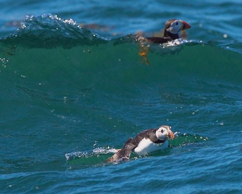 Summer sea bird colonies off North Berwick, Scotland.I wrote on my blog about it here.Follow me @rua