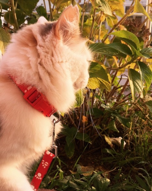 nymphastral:So my cat loves walking in the garden ✨