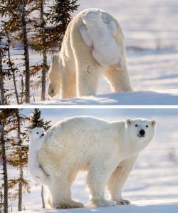 awwww-cute:  Can Polar Bears BE more adorable? :D (Source: http://ift.tt/1OInVL3) 