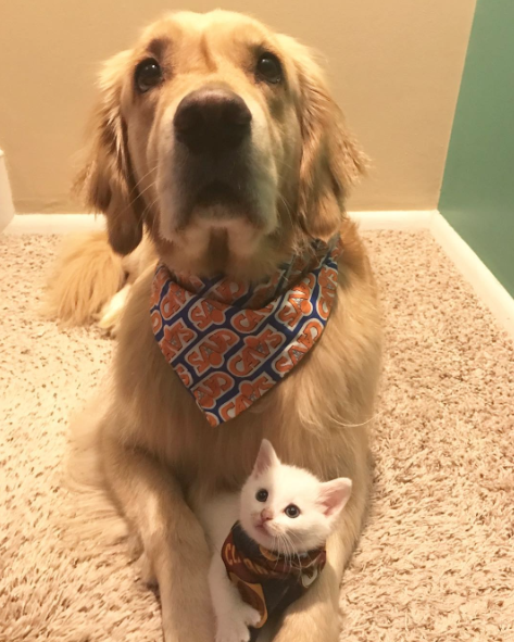 catsbeaversandducks: Mojito The Therapy Dog And Skywalker The Deaf Kitten Best friends!