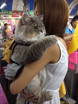 babyanimalgifs: A very big boy  This cat