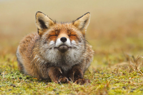 Roeselien Raimond