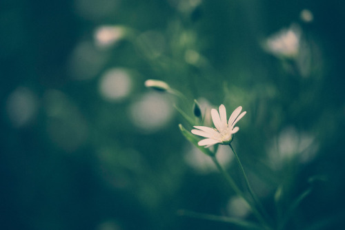 drxgonfly:Connectedness (by Nina Lindfors)
