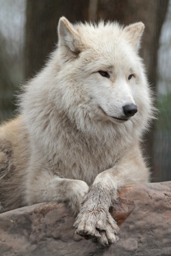 beautiful-wildlife:  Hudson Bay Wolf by 
