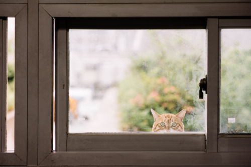 Please~~~~~!!  Open the window~~!!