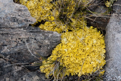 Vulpicida juniperina (syn. Vulpicida tilisii)Limestone sunshine lichen, yellow lichen, goldtwist lic