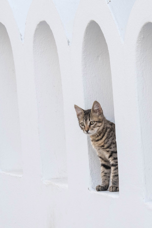 Santorini Cat (via John Sakalis)