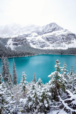 theencompassingworld:  banshy:  The Canadian Rockies // Callum Snape   The World Around Us