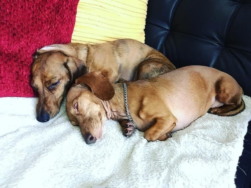 Good afternoon from the wienie babies. They clearly have a hard life  #stevieshae #stevieshaex #dach