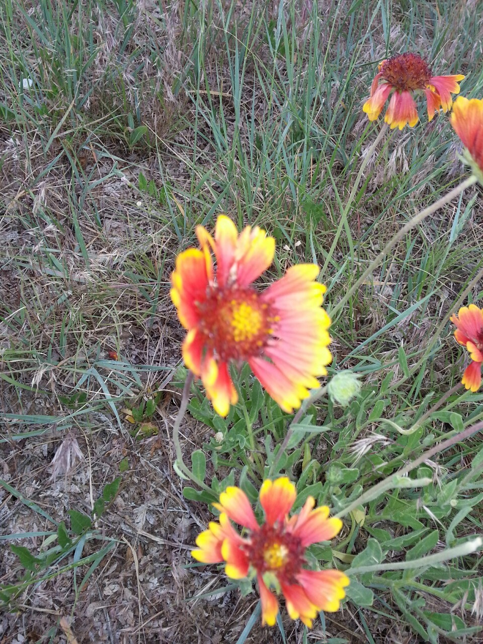 FloWers oF DiscGolf