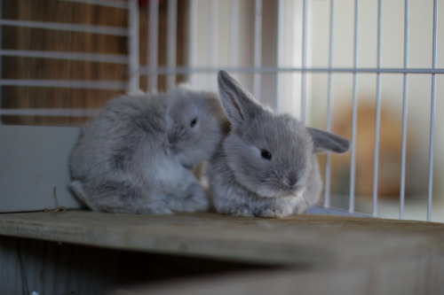 irmelinis:  Smoke pearl marten, 3 weeks old. Two boys and a girl. My favourite colour, I want to keep the whole litter <3 