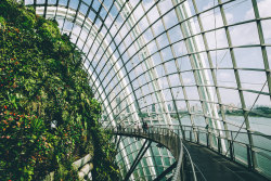 danfreemanphoto:  Cloud ForestSuch an impressive places to visit, and one of my highlights from the trip. See more at https://danfreemanphoto.exposure.co/singapore