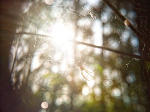 #forest #spider #spidersweb #macro #sun #sunrays #spring #huawei...