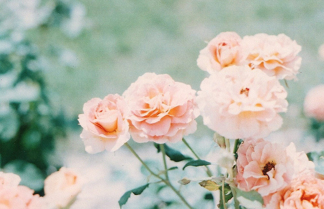 englishsnow:  by shoko      