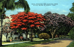 oldflorida:  Royal Poinciana and Jacaranda Trees