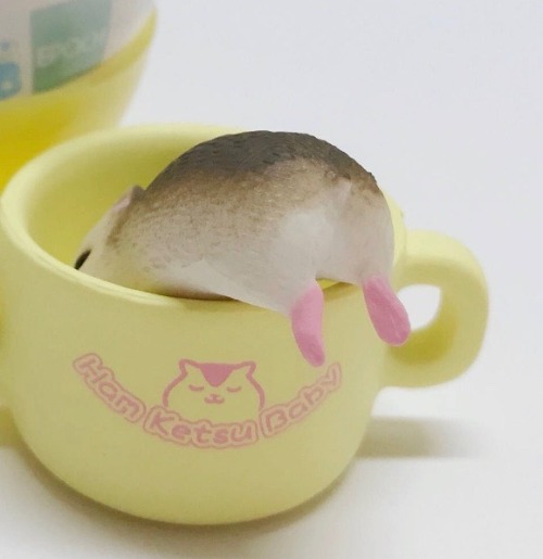 Hamsters in Cups adult photos