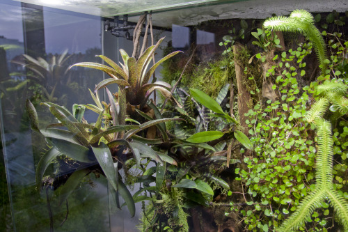 amazingpetenclosures:Gorgeous dart frog setup