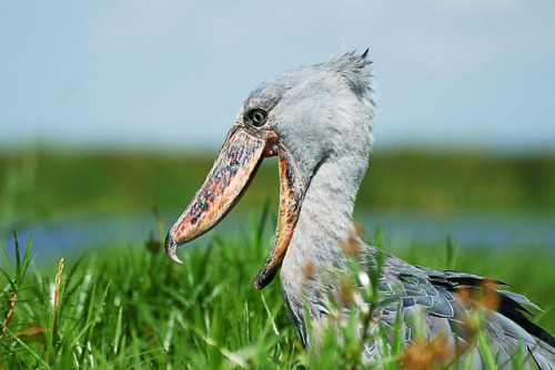 Most of the shoebill’s diet consists of large fish such as lungfish and tilapia, but they will