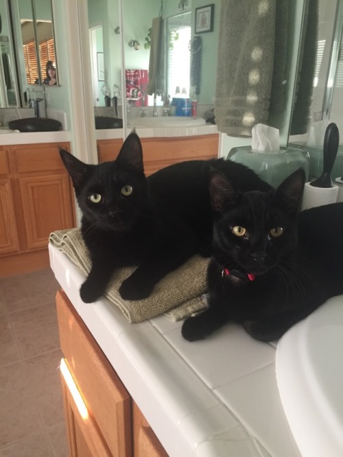 Our new boys, Hugin and Fenrir from @kittydevorerescue