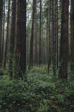 brutalgeneration:  The elves live here (by Alex Strohl) 