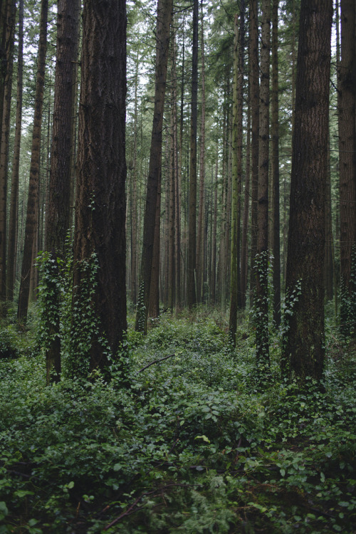 rorschachx:  Pacific Spirit Regional Park, Vancouver | image by Alex Strohl 