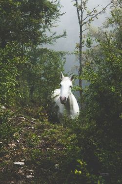 cuiledhwen:horse in the mist by 	 	Judit