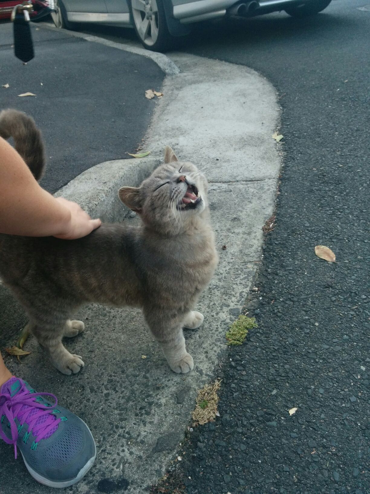 awwww-cute:  Teddy loves a pat! 