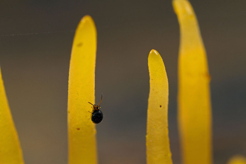 You like to climb trees?Some of the best things about photographing terrestrial invertebrates are:1.