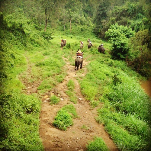 mojowu:  #chiangmai #nix