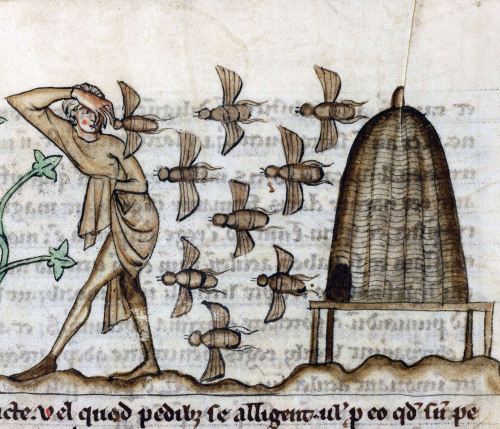 discardingimages: beesDe Natura animalium, Cambrai ca. 1270Douai, Bibliothèque municipale, ms
