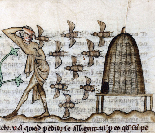 beesDe Natura animalium, Cambrai ca. 1270Douai, Bibliothèque municipale, ms. 711, fol. 37r