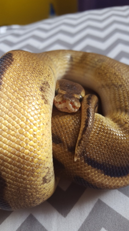 tailsandco: Clementine, 0.1 Genetic Stripe het. VPI Axanthic all images © tailsandco and are no