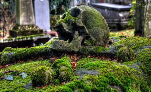 innerbohemienne: One day my edges, too, will be softened by delicate mosses, and filigrees of ivy wi