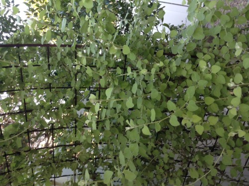 buddaflies:  Thunbergia gregorii 