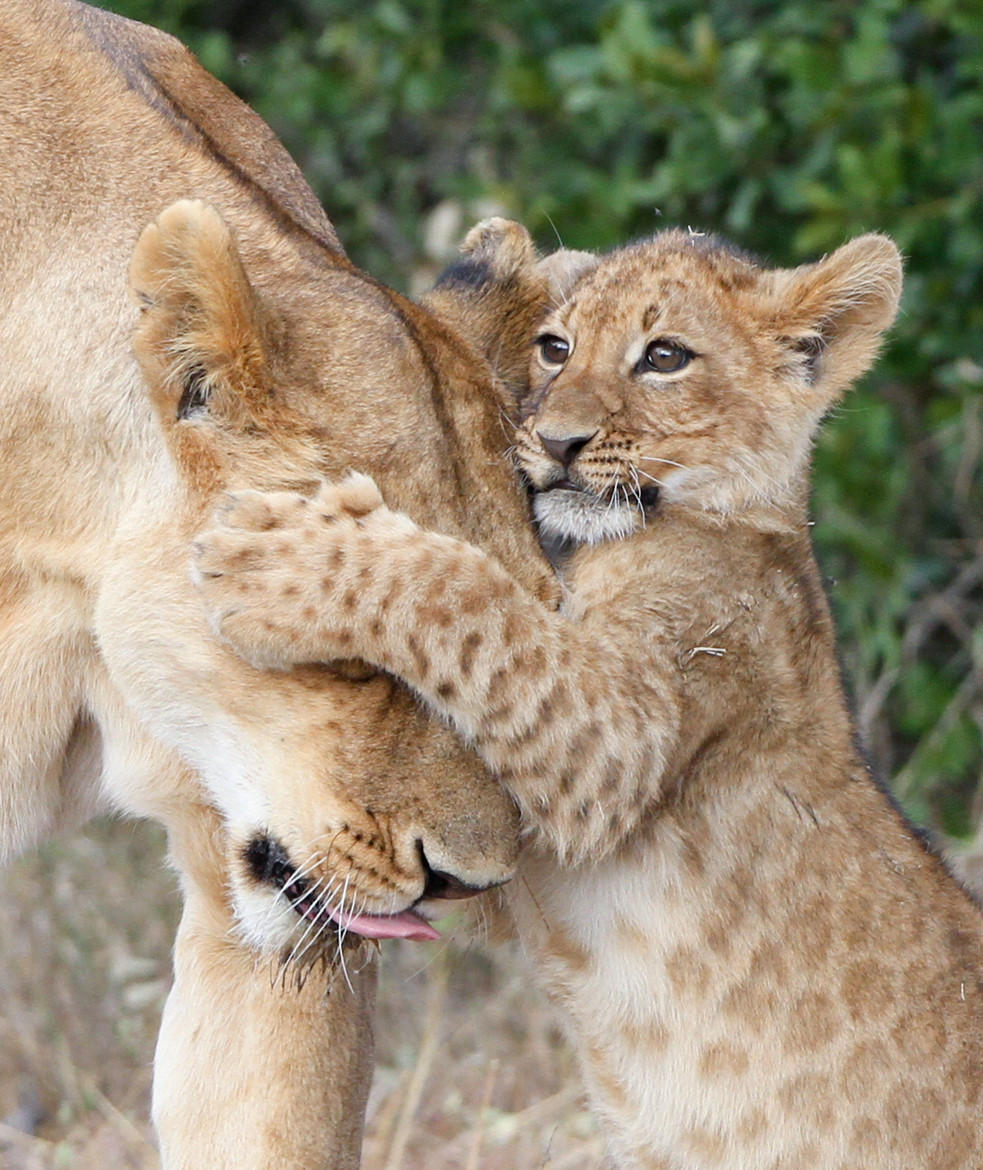 creatures-alive:  (via 500px / Lion Hug by Denzil Mackrory)