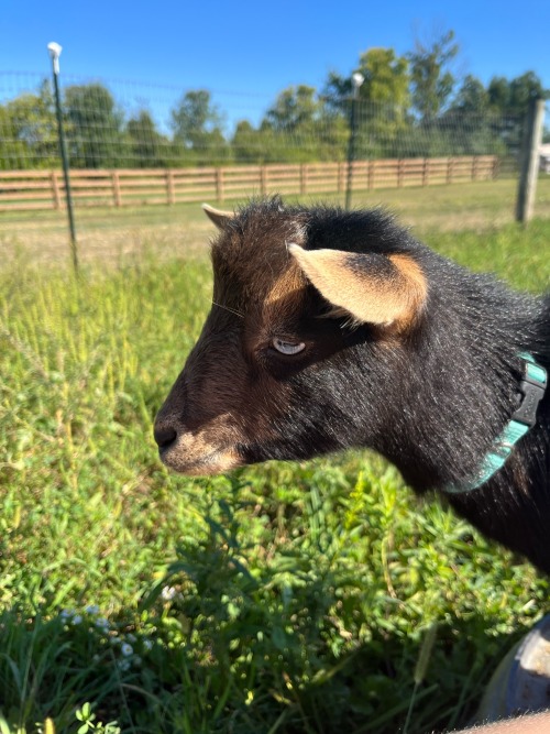 I Drew A Picture Of My Goat In Art Class