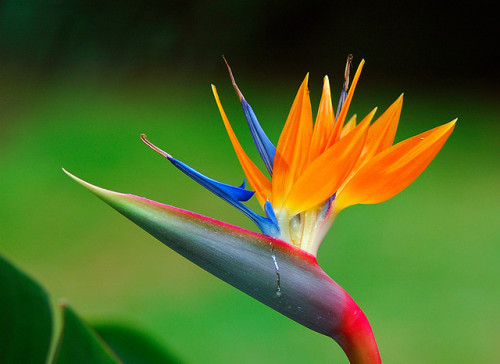 Paradise flower by Superpepelu on Flickr.