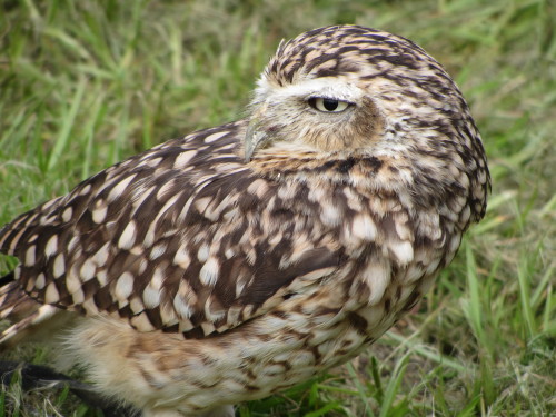 Meet Dobby! Yet another new bird, this is a burrowing owl