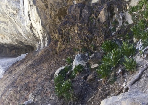 Mary Jane Falls Trail @ Mount Charleston, NV