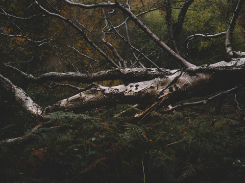 Ashridge Forest, Hertfordshire, England